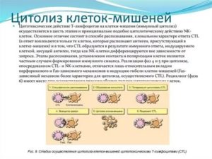 Цитолиз клеток