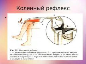 Коленный рефлекс