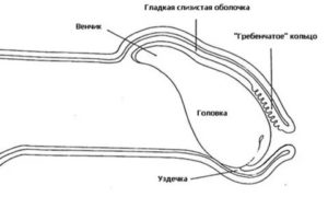 Опухла левая половина головик полового члена