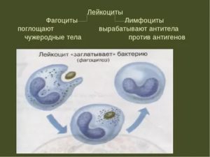 Можно ли восстановить фагоцитоз