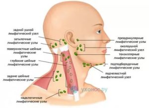 Увеличены шейные, затылочные и подчелюстные лимфоузлы