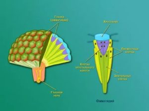 Сложное строение глаз