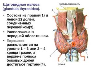 Образование в перешейке щитовидной железы