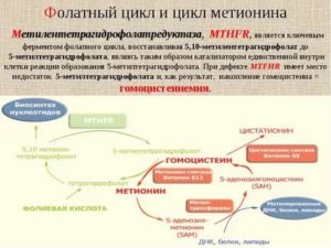 Мутации в генах фолатного цикла