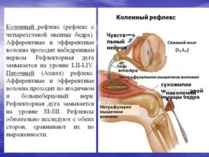 Коленный рефлекс