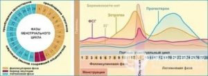 17 ОН прогестерон повышен в лютеиновую фазу
