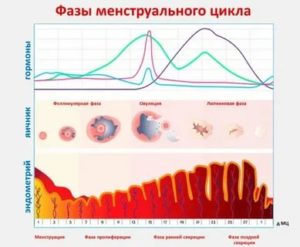 Пропущен 1 цикл месячных