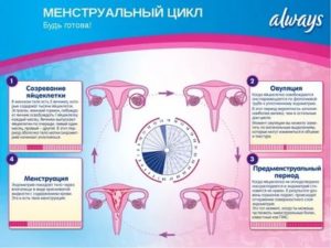 Сбился менструальный цикл. Планирование беременности