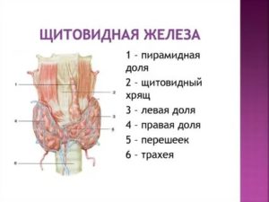 Образование в перешейке щитовидной железы