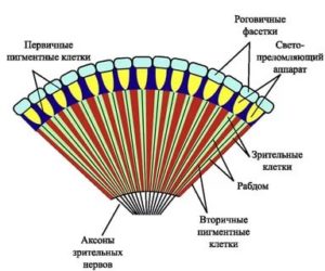 Сложное строение глаз