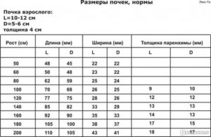 Толщина паренхимы почки 5,5 мм