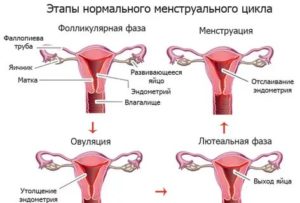 Сбился менструальный цикл. Планирование беременности