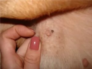 Болезненное образование на половой губе