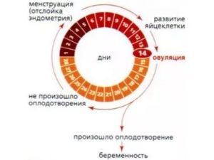 Месячные начались на 12 день цикла - причина?