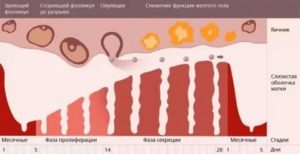 Пропущен 1 цикл месячных