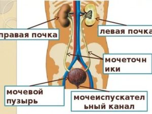 Левая почка больше правой