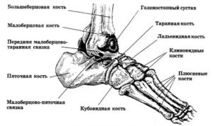 Шпора таранной кости