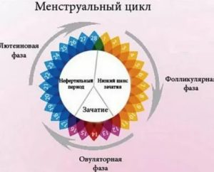 Пропущен 1 цикл месячных