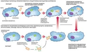 Можно ли восстановить фагоцитоз