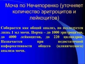 Повышены эритроциты по Нечипоренко