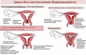 Могут ли месячные идти 3 месяца во время беременности