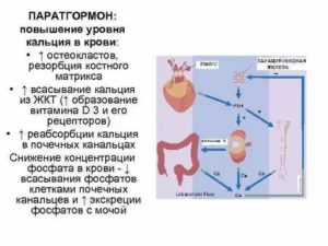 Повышен паратгормон, снижен витамин Д