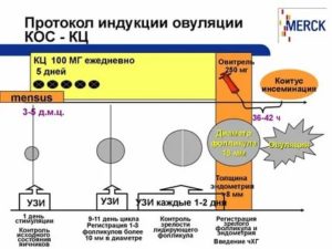 Тонкий эндометрий при стимуляции овуляции клостилбегитом