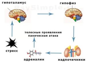 Обследование надпочечников, панические атаки