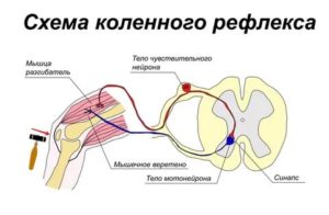 Коленный рефлекс