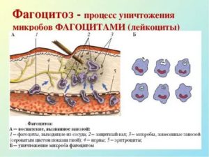 Можно ли восстановить фагоцитоз