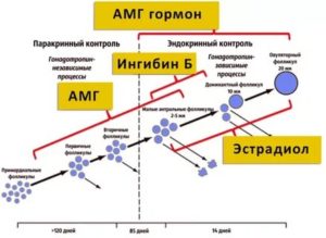 Можно улучшить показатель антимюллеров гормона
