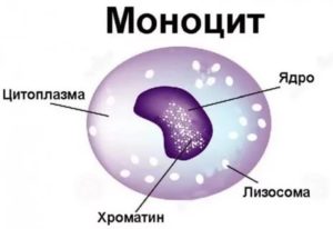 Повышены моноциты% у ребенка 12 лет. Моноцитоз?