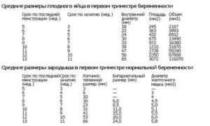 Размер плодного яйца на 5 неделе беременности