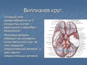 Развитие виллизиева круга в виде снижения кровотока и сужение артериям