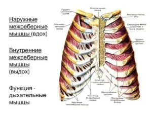 Растяжение хрящей в грудной клетке