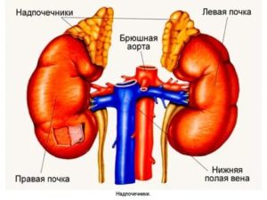 Левая почка больше правой