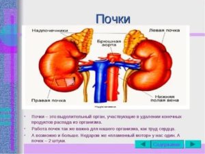 Левая почка больше правой