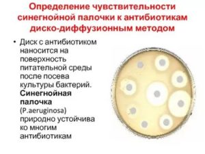 Синегнойная палочка в посеве мокроты