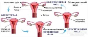 Помогите! Нет овуляции и тонкий эндометрий, а также задержка менструации!