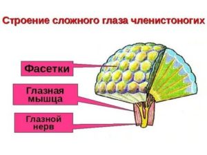 Сложное строение глаз