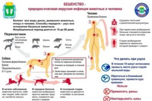 Риск заражения бешенством от ворон