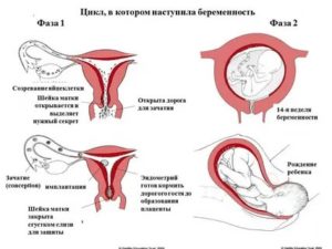 Беременность от спермы в ванной