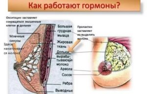 Грудь перед месячными