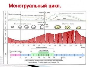 Пропущен 1 цикл месячных