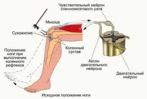 Коленный рефлекс
