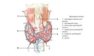 Образование в перешейке щитовидной железы