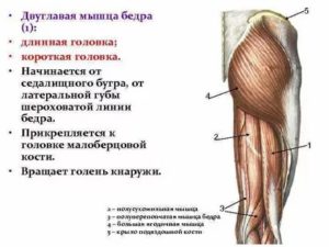 Отрыв сухожилия длинной головки двуглавой мышцы бедра от седалищного бугра