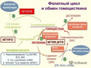 Мутации фолатного цикла