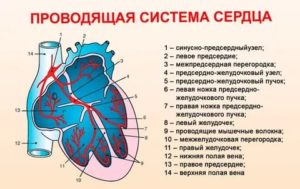 Аритмия сердца, антитела к проводящей системе сердца