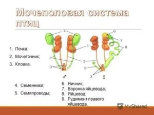 Почки или яичники